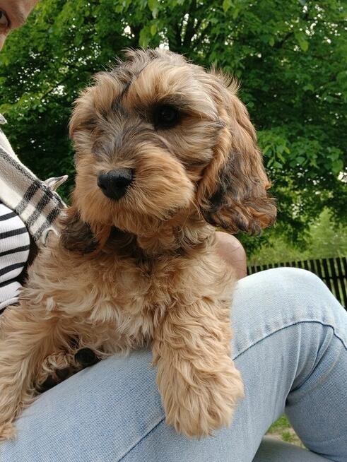 Cockapoo