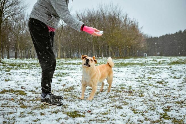 Reks- porzucony młody biszkoptowy pies do adopcji