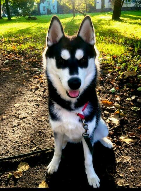 Siberian husky szczeniaczki z rodowodem gotowe do odbioru