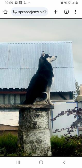 Siberian husky szczeniaczki z rodowodem gotowe do odbioru