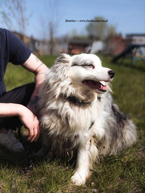 Bambus i Bańka - szukamy domu