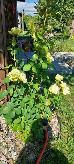 Działka, ROD im. Mikołaja Kopernika