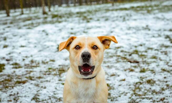 Reks- porzucony młody biszkoptowy pies do adopcji