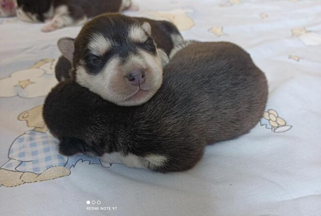 Siberian husky szczeniaczki z rodowodem gotowe do odbioru