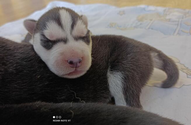 Siberian husky szczeniaczki z rodowodem gotowe do odbioru