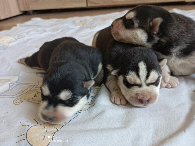 Siberian husky szczeniaczki z rodowodem gotowe do odbioru