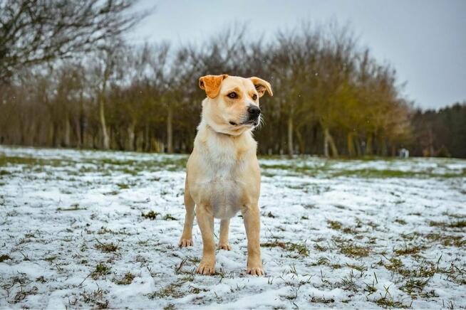 Reks- porzucony młody biszkoptowy pies do adopcji