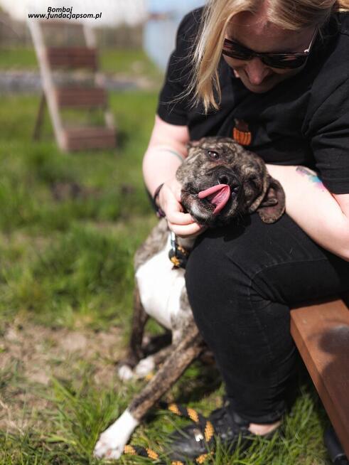 Bombaj - czeka na nowy dom