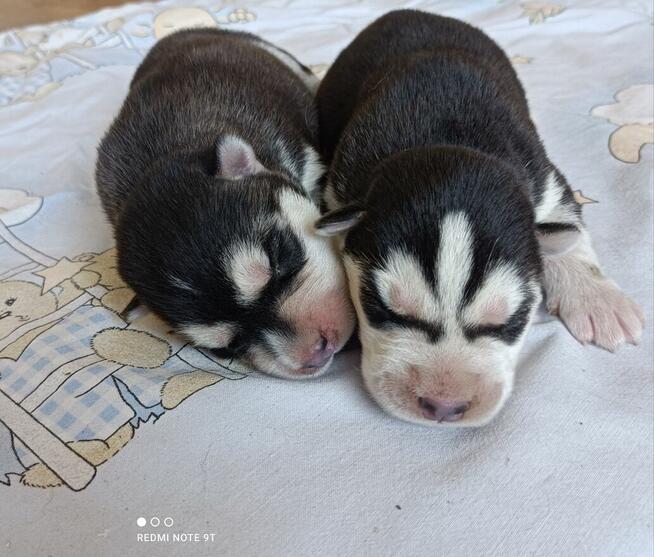 Siberian husky szczeniaczki z rodowodem gotowe do odbioru