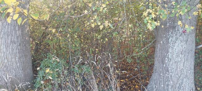 Darłowo, 7 działek rolnych, studium-zagrodowe