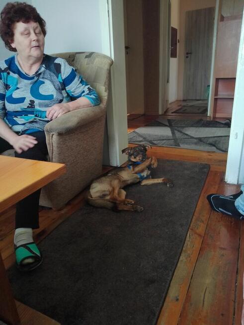 Pies do oddania za darmo