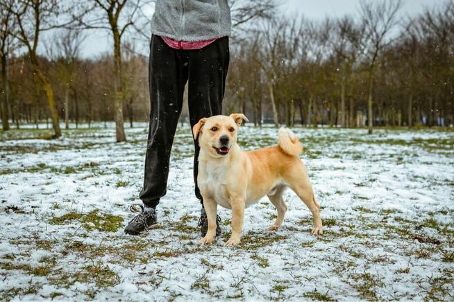 Reks- porzucony młody biszkoptowy pies do adopcji