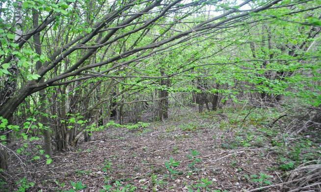 85,45 ar. działka rolna zalesiona, 5 km. od brzegu Jeziora S