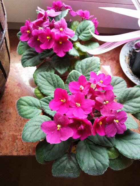 Dorodny fiołek obficie kwitnący