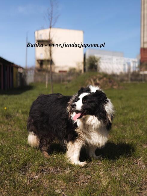 Bambus i Bańka - szukamy domu