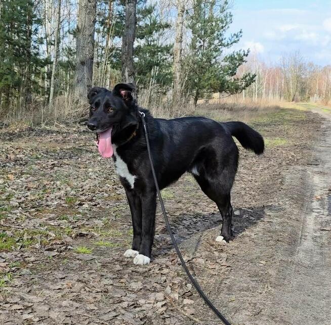 Elegancki psiak Bond szuka domu!