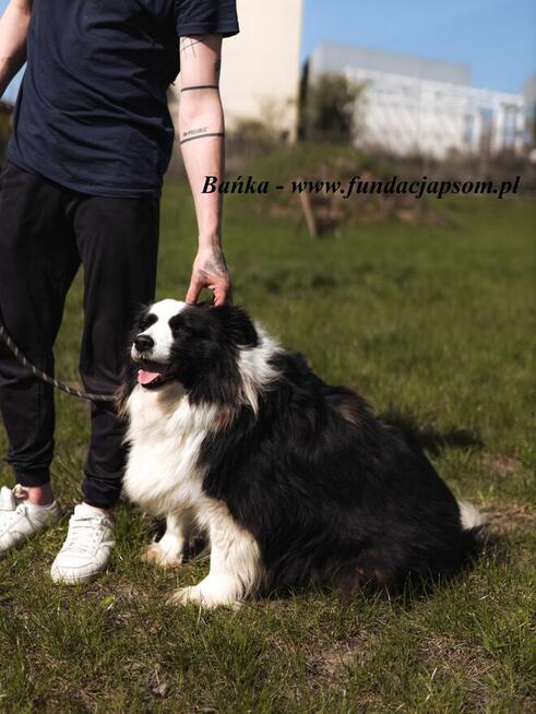 Bambus i Bańka - szukamy domu