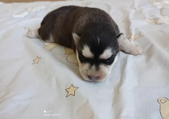 Siberian husky szczeniaczki z rodowodem gotowe do odbioru