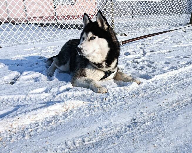 Siberian husky szczeniaczki z rodowodem gotowe do odbioru