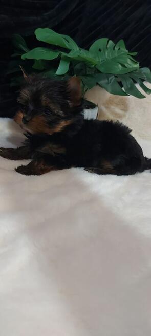 Malutka sunia yorkshire terrier