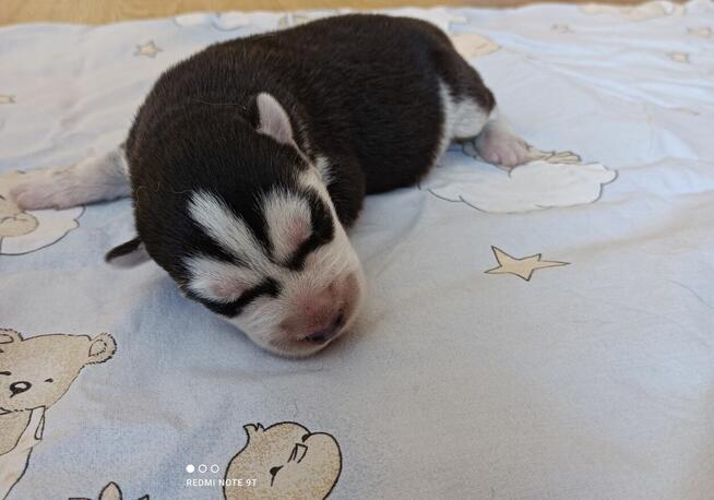 Siberian husky szczeniaczki z rodowodem gotowe do odbioru