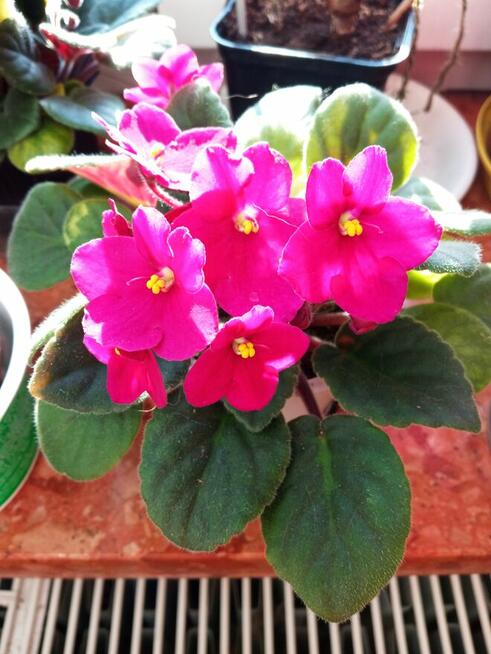 Dorodny fiołek obficie kwitnący