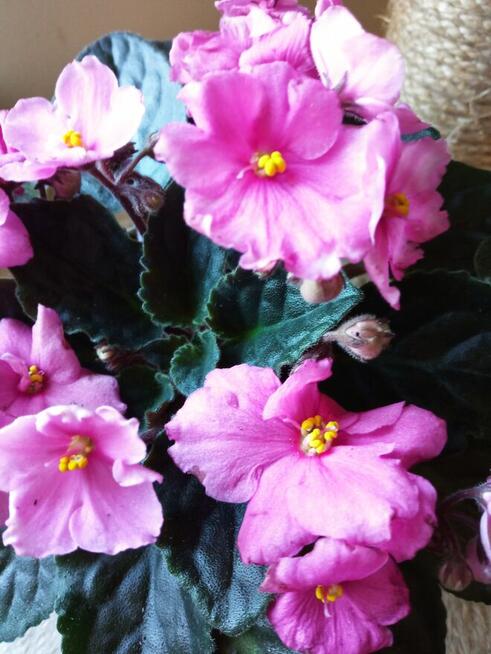 Dorodny fiołek obficie kwitnący