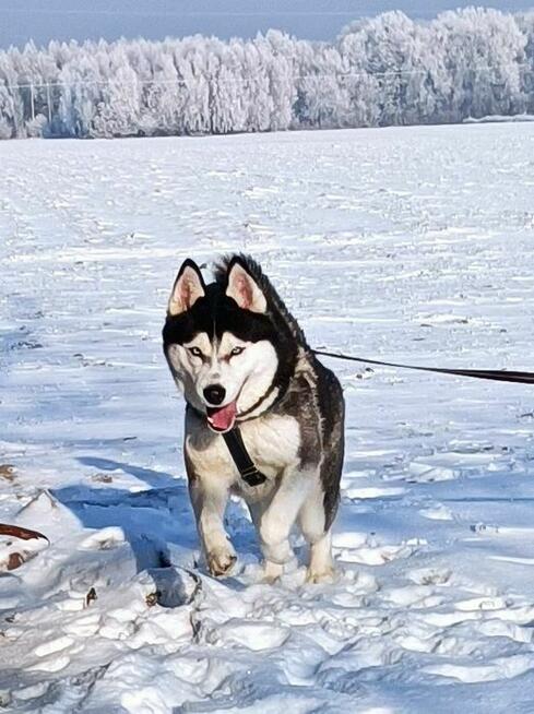 Siberian husky szczeniaczki z rodowodem gotowe do odbioru