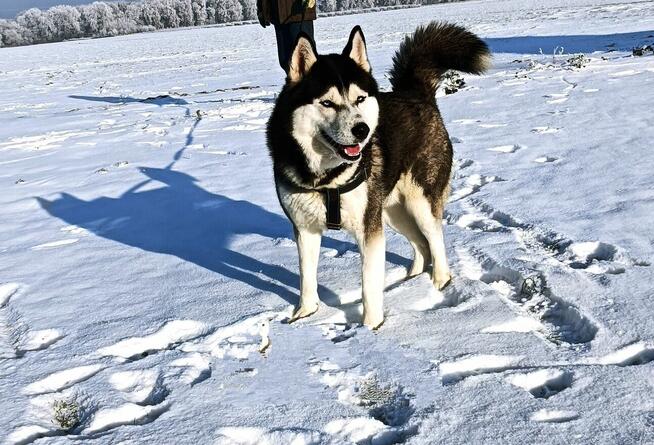 Siberian husky szczeniaczki z rodowodem gotowe do odbioru