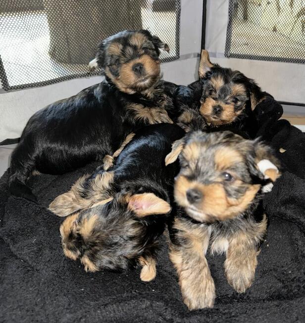 Yorki