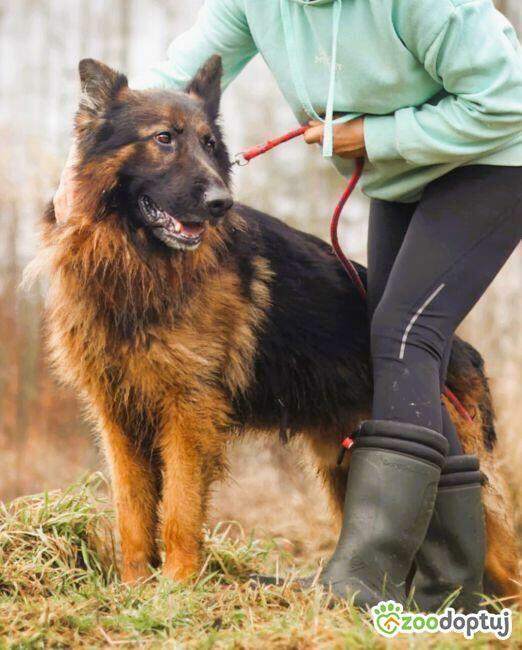 DIABLO - piękny owczarek niem. długowłosy szuka domu