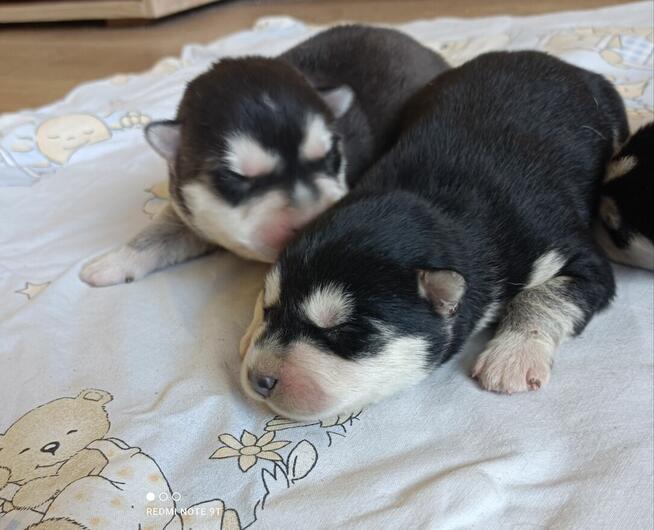 Siberian husky szczeniaczki z rodowodem gotowe do odbioru