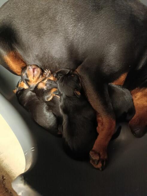 Pinczer miniaturowy cztery suczki jeden piesek