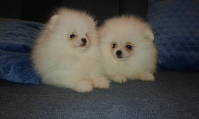 Szpic miniaturowy szczeniaczki BOO