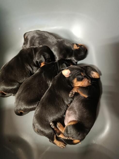 Pinczer miniaturowy cztery suczki jeden piesek