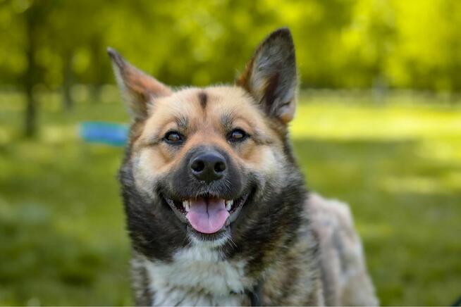 Nancy-młoda suczka szuka aktywnej rodziny