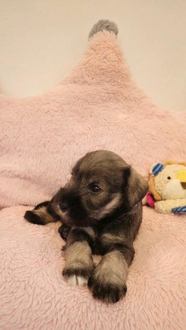 Sznaucer miniaturowy pieprz i sól z rodowodem po champ. FCI