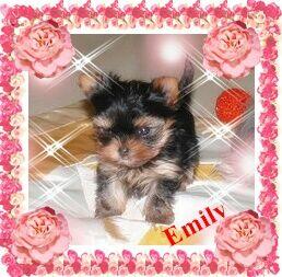 York, Yorkshire Terrier!Elitarne MICRO Cudeńko XXS dla VIPów