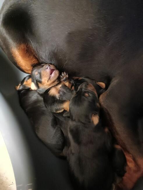 Pinczer miniaturowy cztery suczki jeden piesek