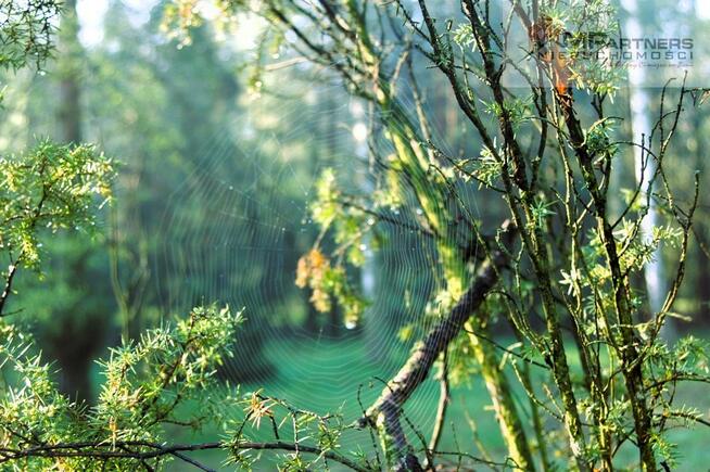 7810m2/działka bud. 4965m2/2845m2LAS