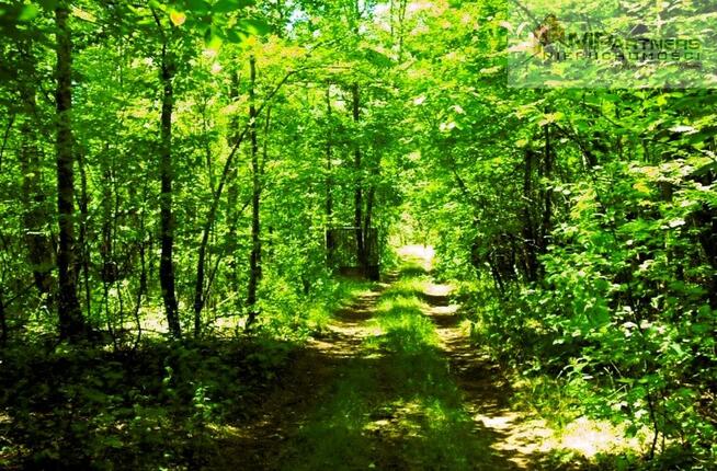 7810m2/działka bud. 4965m2/2845m2LAS