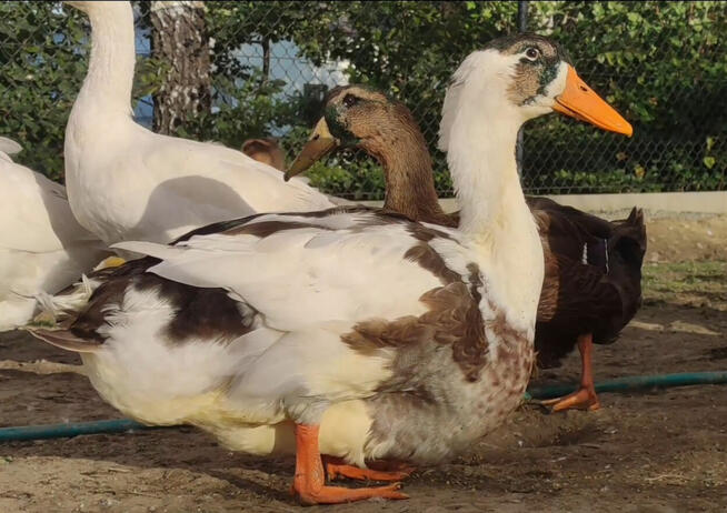 Kaczątka - Kaczka ruańska rouen - linia wystawowa - zarodowa