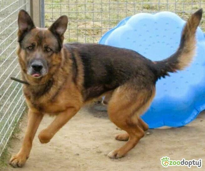 RASTI – cudowny owczarek porzucony za kratami, ADOPTUJ