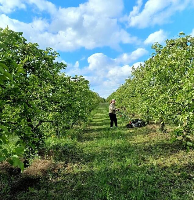 Owoce do biura żyrardów cena 1,50-2 zł.