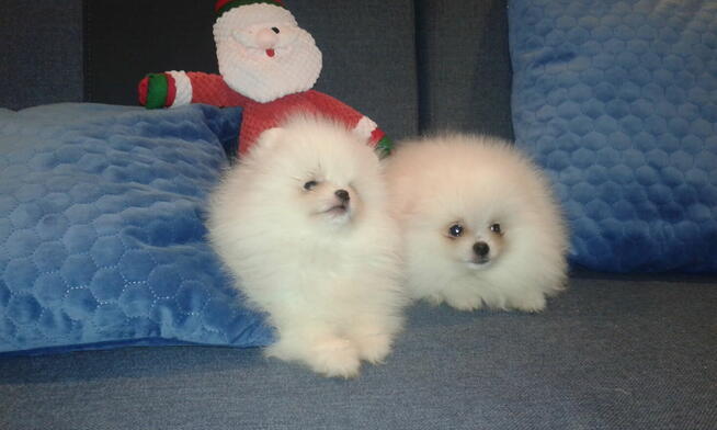 Szpic miniaturowy szczeniaczki BOO