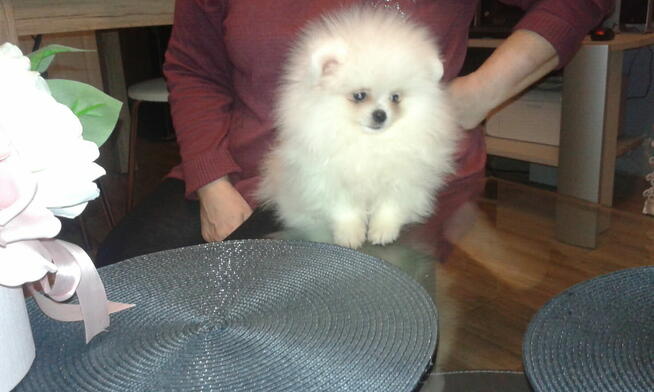 Szpic miniaturowy szczeniaczki BOO