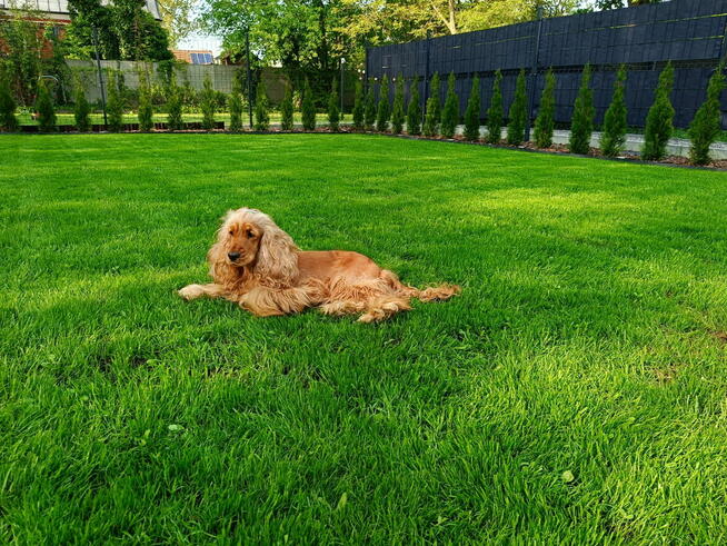 Koszenie trawy, pielęgnacja ogrodu