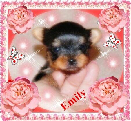 York, Yorkshire Terrier!Elitarne MICRO CUDEŃKA-XXXS dla VIP!