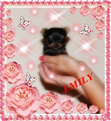 York, Yorkshire Terrier!Elitarne MICRO CUDEŃKA-XXXS dla VIP!