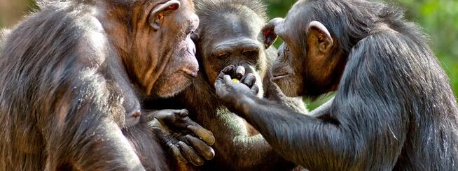 RPA - Złoto Afryki - wycieczka 11-dniowa